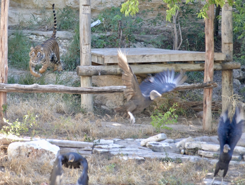Get away from mah food birds!